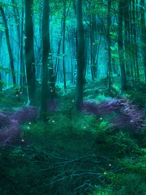 Into the Heart of Darkness: Uncovering the Dark Magic of Enchanted Forests
